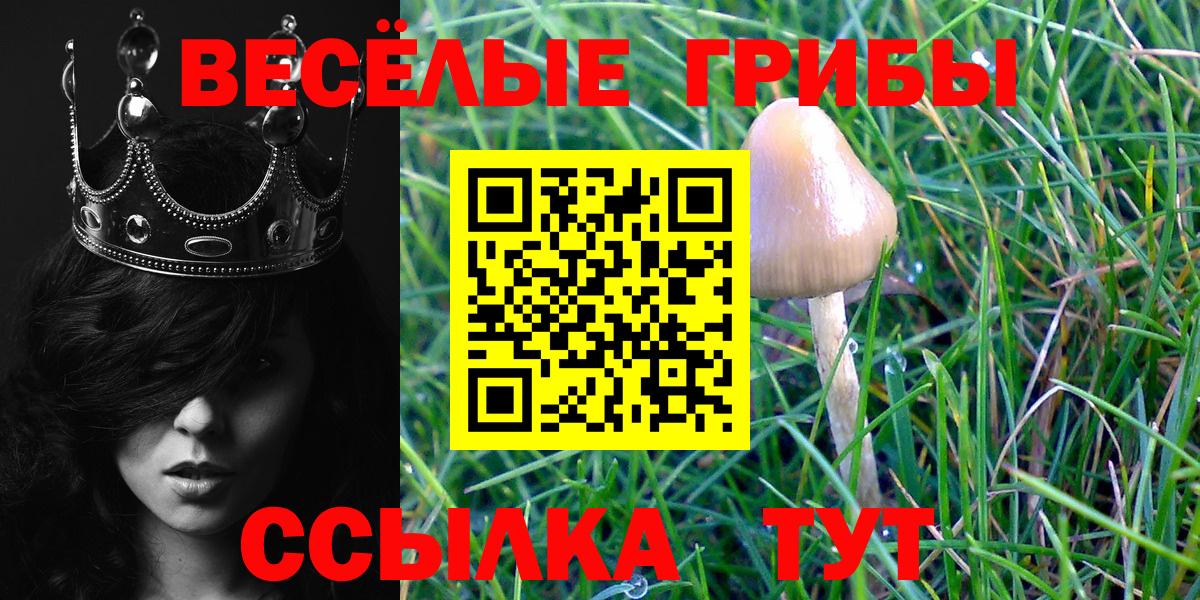 Псилоцибиновые грибы Psilocybe Железногорск